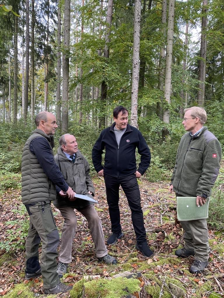 Stromkabel im Wald